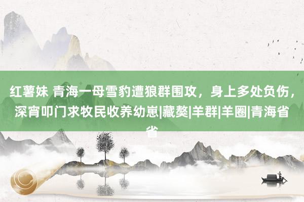 红薯妹 青海一母雪豹遭狼群围攻，身上多处负伤，深宵叩门求牧民收养幼崽|藏獒|羊群|羊圈|青海省